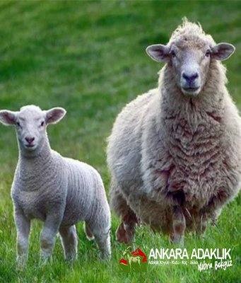 Kurbanlık Koyun