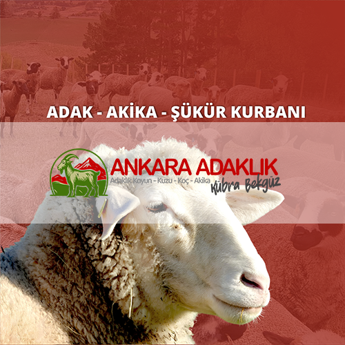  Ankara adaklık Kurban Kübra bekgüz