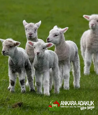 Ankara adaklık Kurban Kübra bekgüz